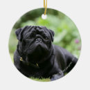 Pesquisar por pug preto ornamentos Prumo e pam langrish