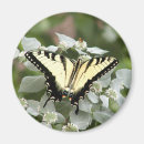 Pesquisar por da borboleta do swallowtail imas Fotografia