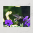 Pesquisar por hummingbird cartoes postais Aves