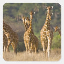 Pesquisar por quênia adesivos Vida selvagem