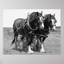 Pesquisar por cavalo de arado pósteres pôsteres Fazenda