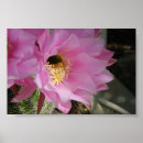 Pesquisar por cactos pôsteres Flor