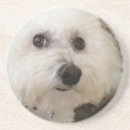 Pesquisar por frise do bichon porta copos Filhote de cachorro