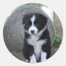 Pesquisar por de border collie adesivos Cão