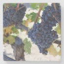 Pesquisar por pinot noir Videira
