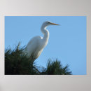 Pesquisar por grande egret branco pôsteres Florida