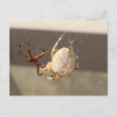Pesquisar por tecelão cartoes postais Aranha