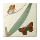 Pesquisar por borboletas azulejos Flores