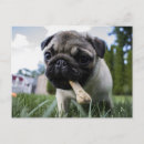 Pesquisar por pug cartoes postais Moderno
