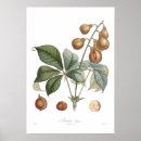 Pesquisar por buckeye pôsteres Ilustração