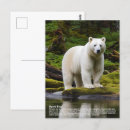 Pesquisar por urso branco cartoes postais Natureza