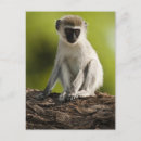 Pesquisar por macaco vervet cartoes postais Primata