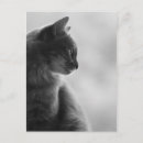 Pesquisar por gato preto branco cartoes postais Monocromático
