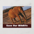 Pesquisar por salvar elefantes cartoes postais Conservação