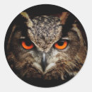 Pesquisar por coruja artesanato material Pássaro