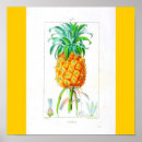 Pesquisar por vintage botanical pósteres pôsteres Fruta