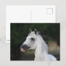 Pesquisar por cavalo andaluz cartoes postais Raça