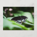 Pesquisar por andorinha cartoes postais Fotografia