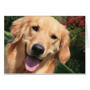Pesquisar por golden retriever cartoes postais Animal de estimação