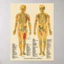 Pesquisar por esqueletal pôsteres Anatomia