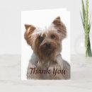 Pesquisar por yorkshire cartoes Cachorros