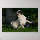Pesquisar por pug fotografia Jogo