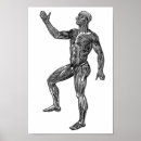 Pesquisar por anatomia humana pósteres pôsteres Qualquer pessoa