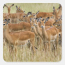 Pesquisar por masai adesivos África