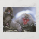 Pesquisar por macaco neve cartoes postais Inverno