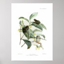 Pesquisar por sapos pôsteres Anfíbio