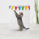 Pesquisar por gato engraçado do gatinho cartoes Qualquer pessoa