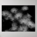 Pesquisar por preto e branco da flor pósteres pôsteres For her