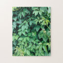 Pesquisar por grama verde Natureza