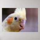 Pesquisar por cockatiel pósteres pôsteres Animal de estimação