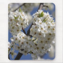 Pesquisar por pureza Primavera
