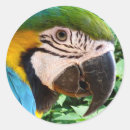 Pesquisar por macaw adesivos Arara