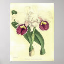 Pesquisar por orquídea cattleya pôsteres Floral
