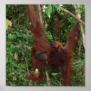 Pesquisar por mãe natureza pôsteres Selvagem