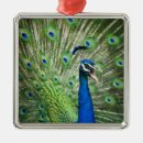 Pesquisar por gritando ornamentos Animal