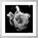 Pesquisar por tulipa preta pôsteres Fotografia