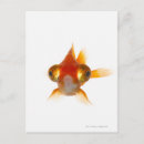 Pesquisar por partes do corpo cartoes postais Laranja