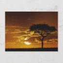 Pesquisar por árvore acácia cartoes postais Adam jones