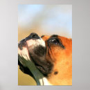 Pesquisar por merchbooth fotografia Animal