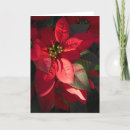 Pesquisar por floral natal cartoes Poinsettia
