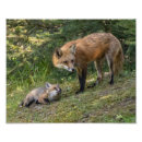 Pesquisar por eu amo animais pósteres pôsteres Raposa