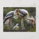 Pesquisar por stork cartoes postais Cegonha