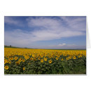 Pesquisar por cumprimento do girassol Flores