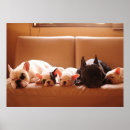 Pesquisar por french bulldog pôsteres Domestic animals