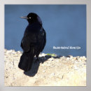 Pesquisar por guincho pôsteres Animais