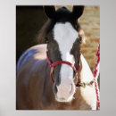 Pesquisar por animais domésticos pôsteres Cavalo